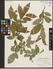 Foto von Salix pseudomonticola C. R. Ball